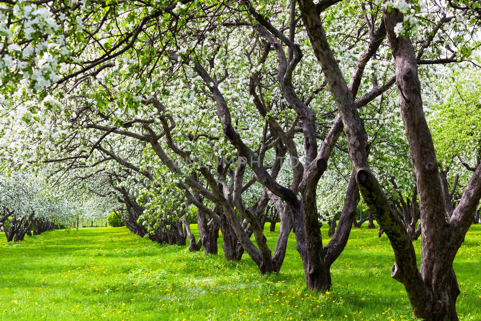 Beautiful blossoming apple-tree garden