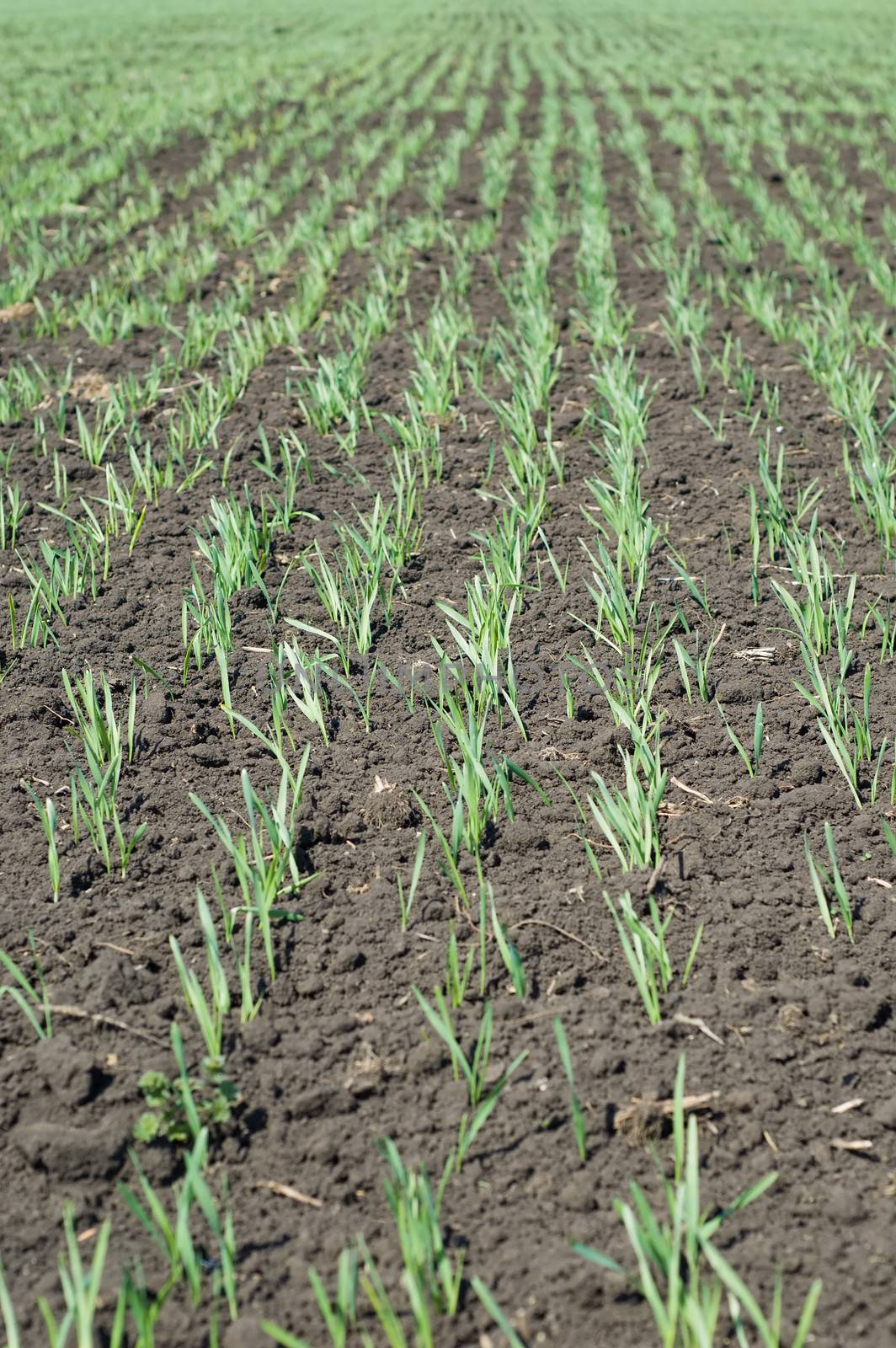 rows on black spring field