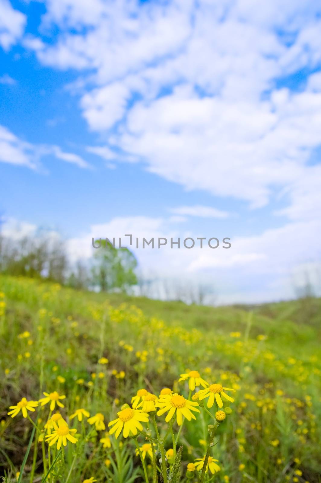 flowers on green meadow