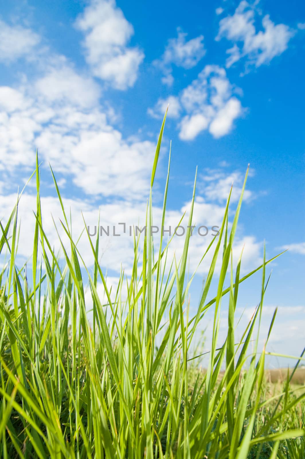 green grass and blue sky with clouds