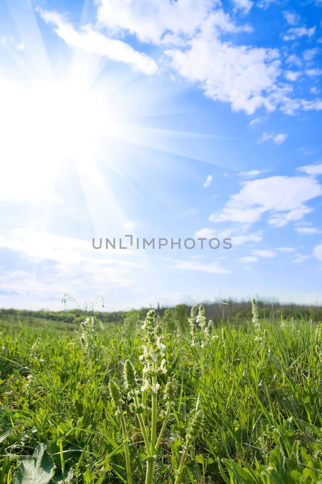 green meadow and sunny