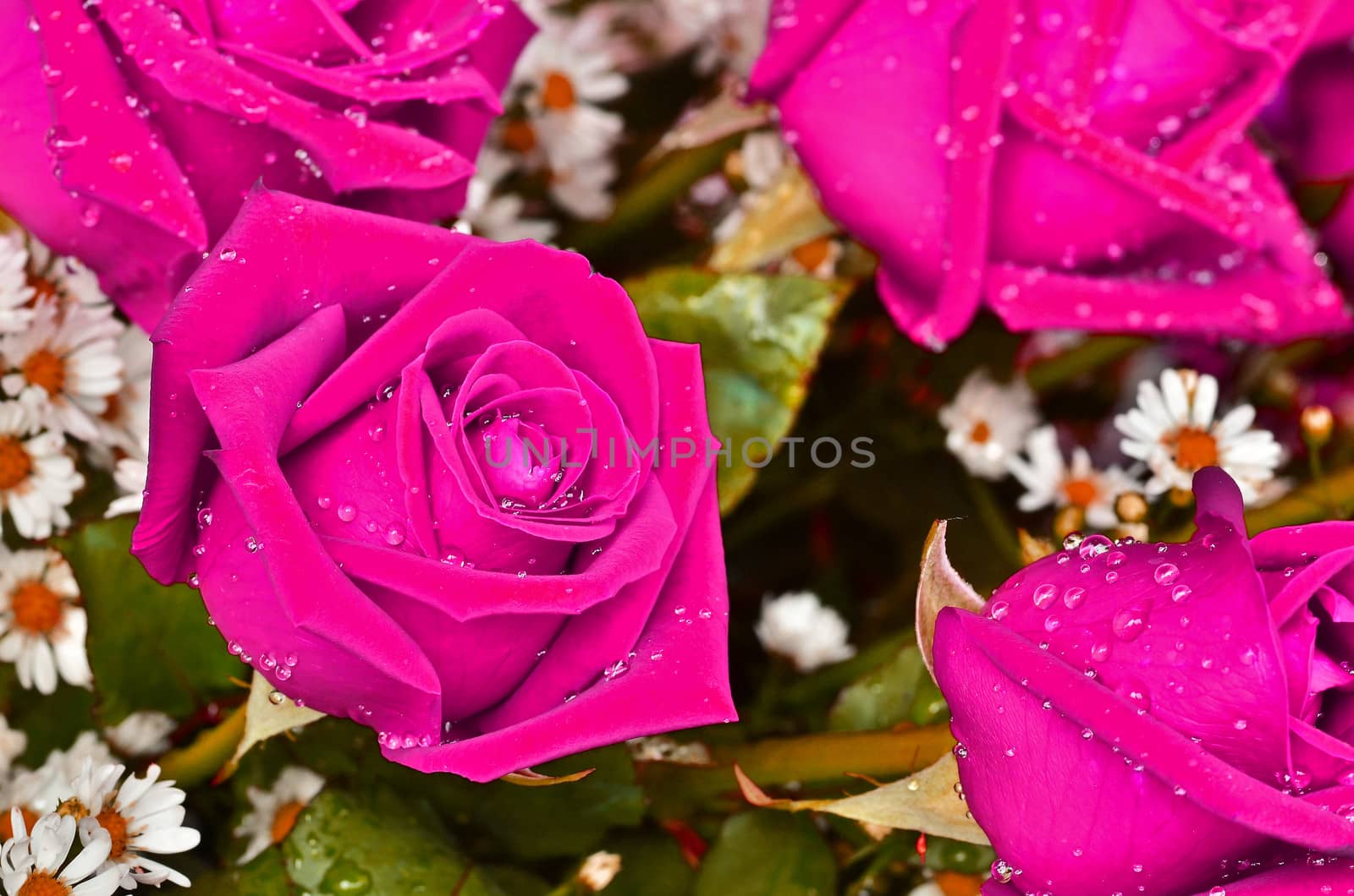 Close-up view of beatiful pink rose