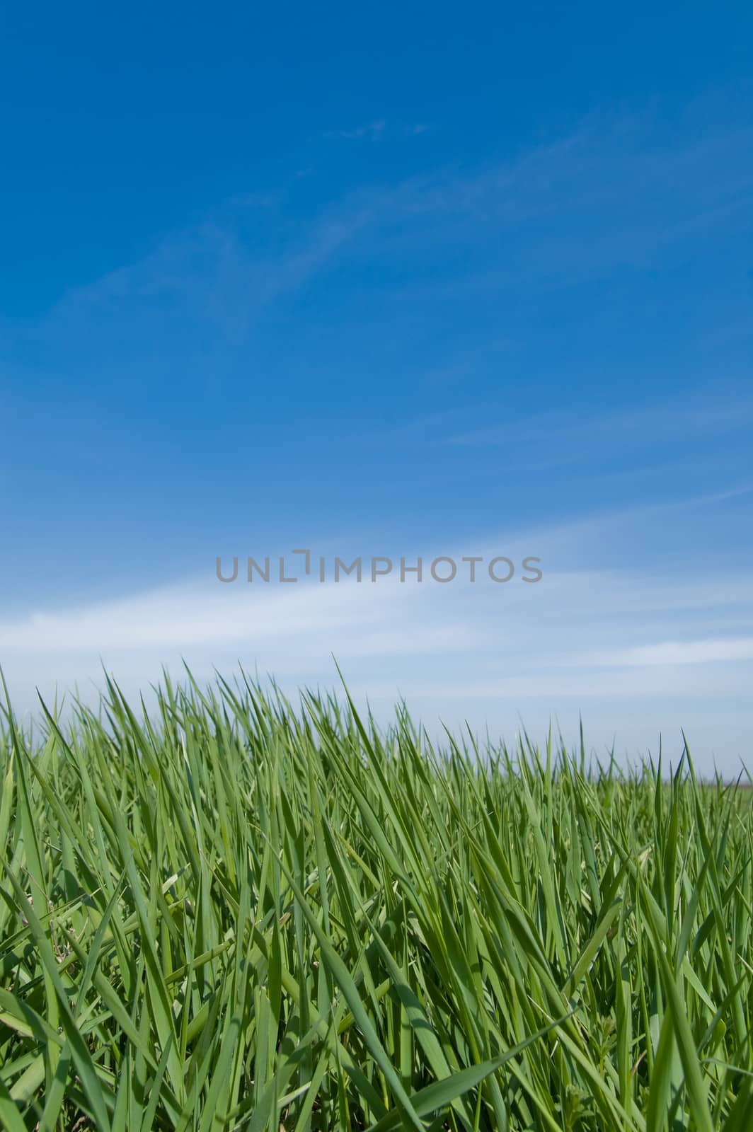 green grass and sky by mycola