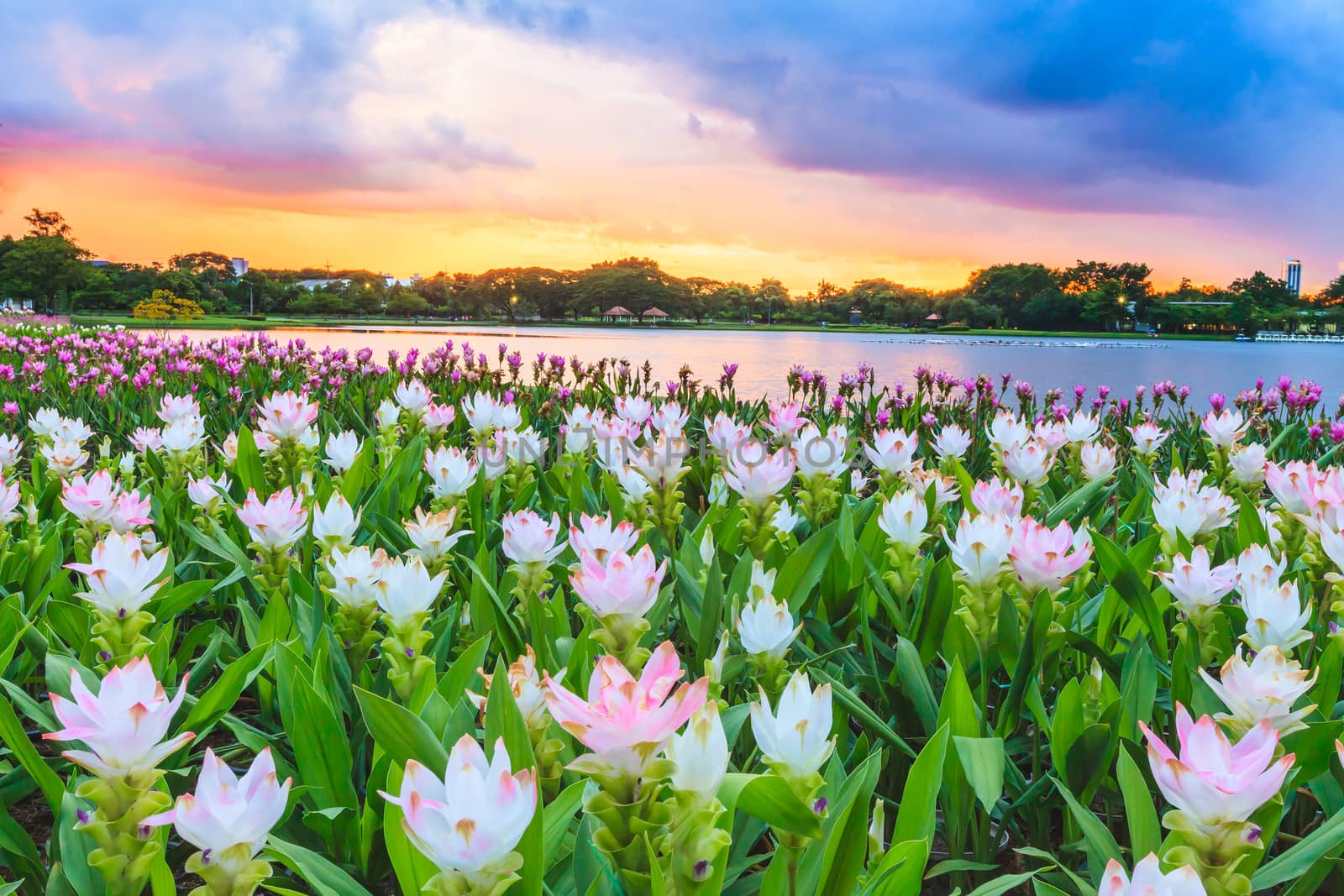 beautiful pink flowers by jame_j@homail.com