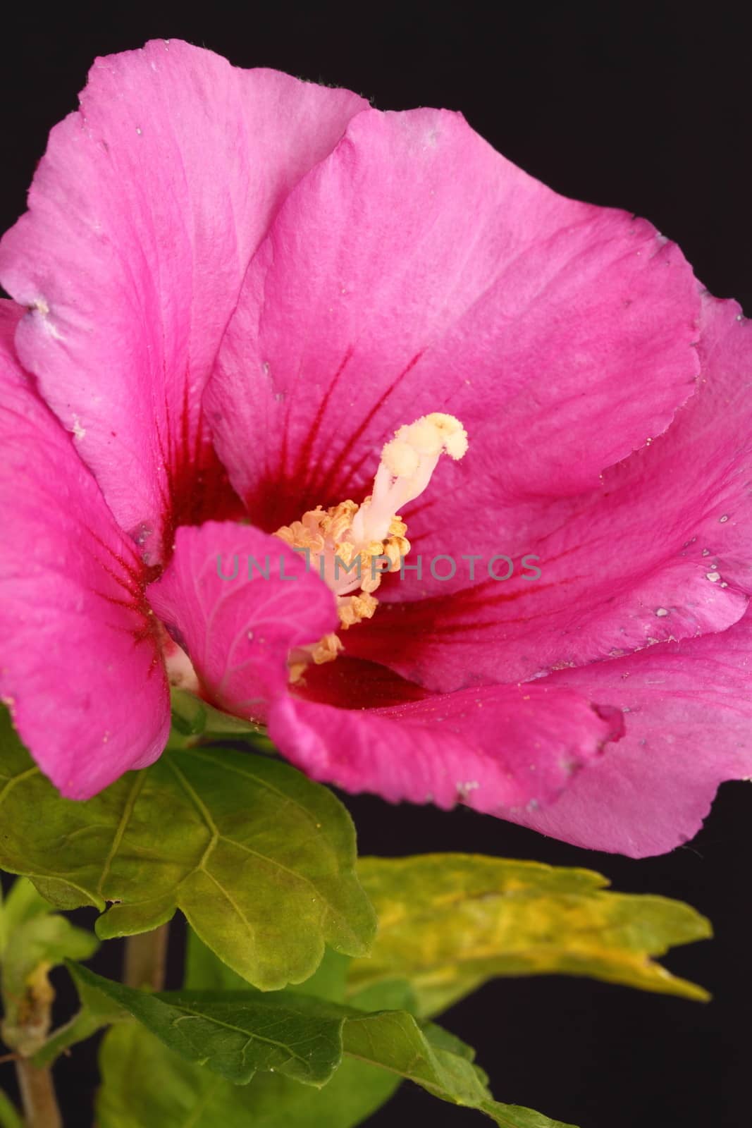 Pink Hibiscus by mitzy