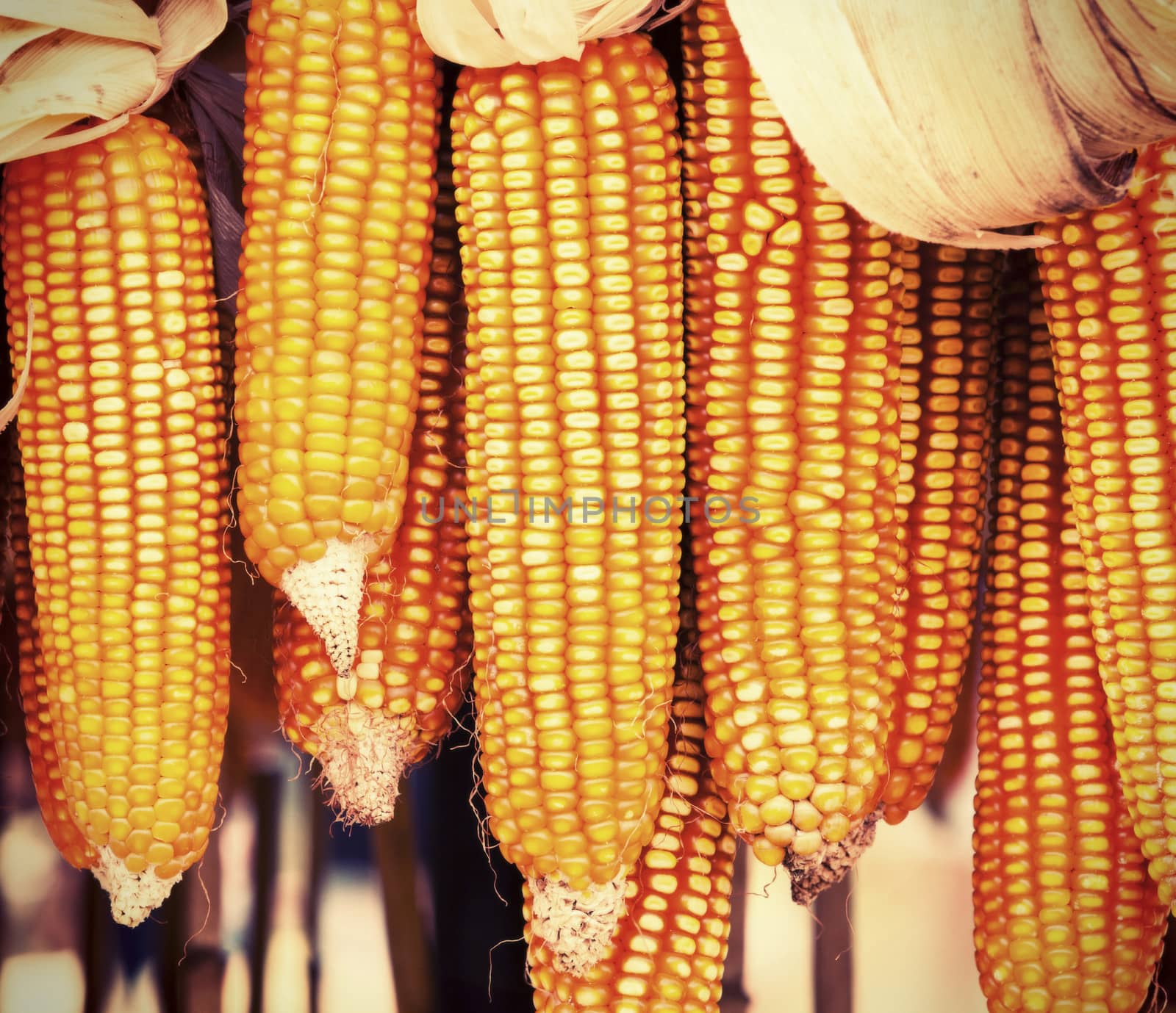 Dried corn on cobs hung on the beam, Lomo Color