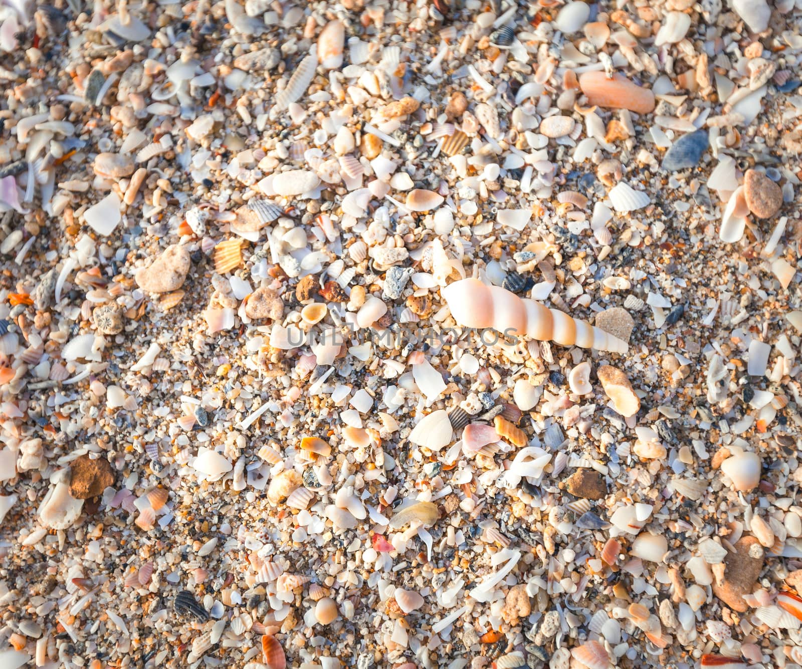 Sea shells on sand by jame_j@homail.com