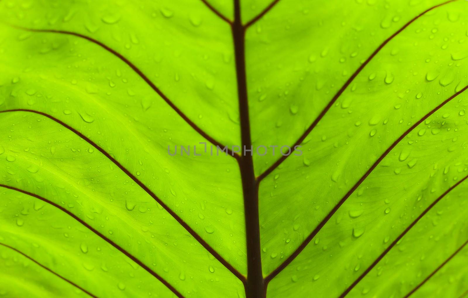 Texture of a green leaf as background