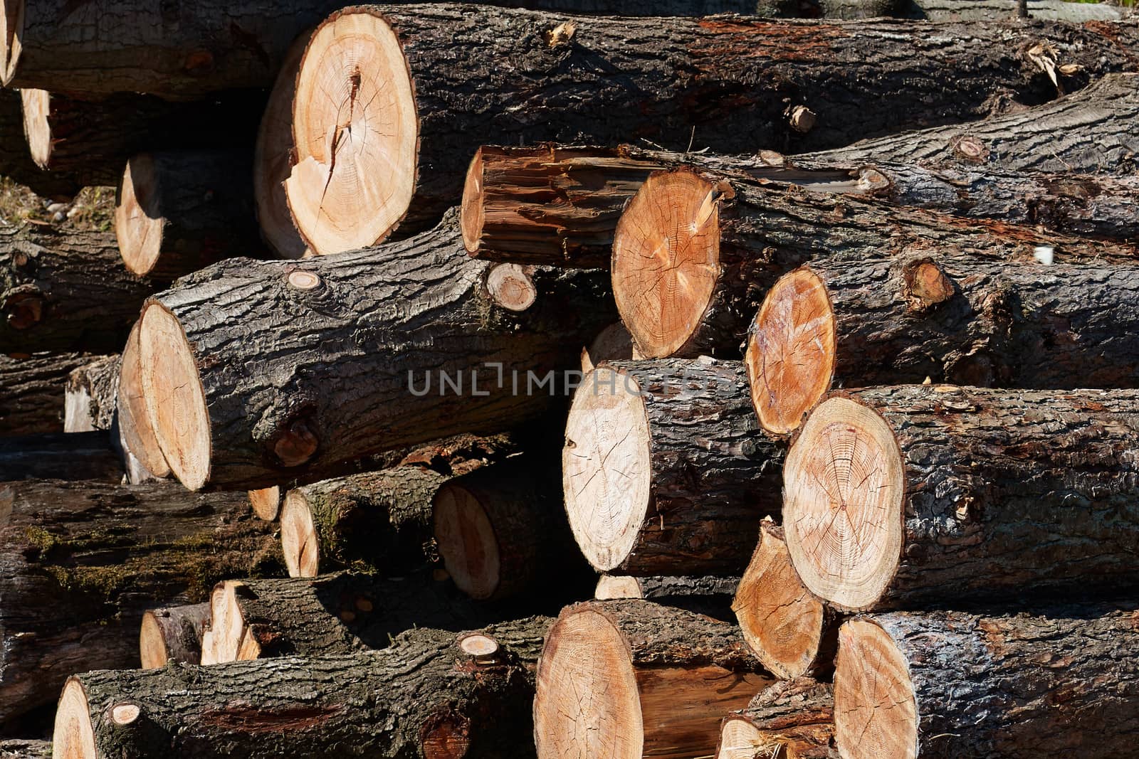 Pile of heavy wood logs ftimber used for industry in a sawmill                   