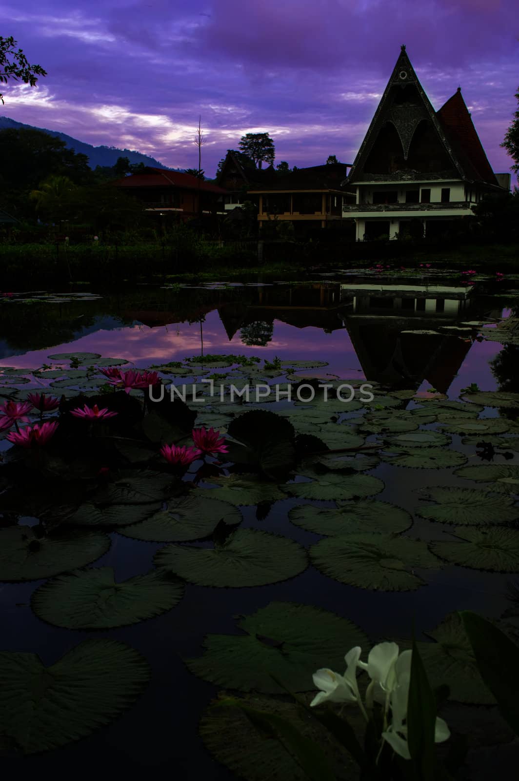 Water flowers on background of houses in Batak style. Samosir Island, Lake Toba, North Sumatra, Indonesia.