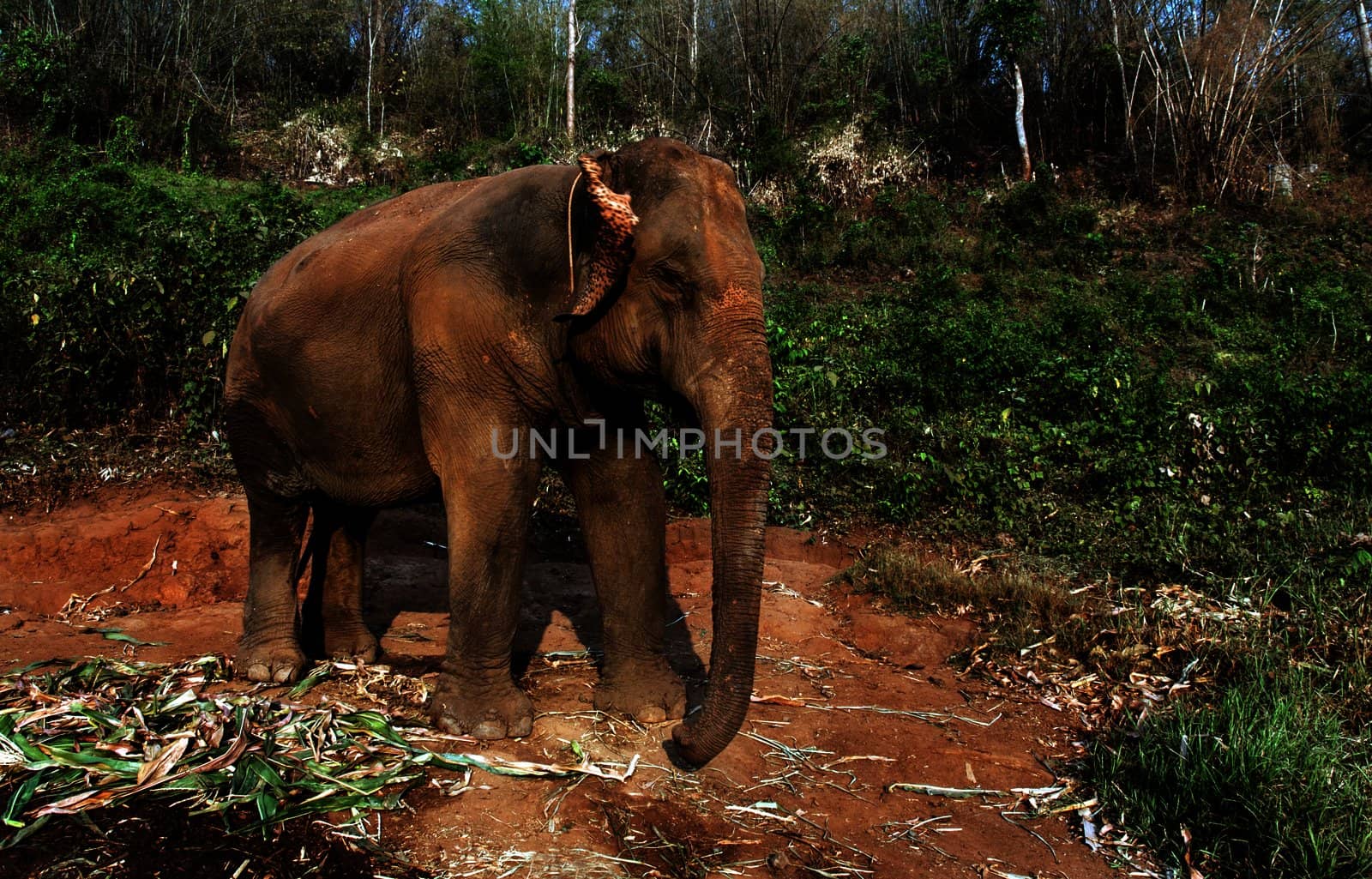 Thai Elephant in the morning around Chiang Mai