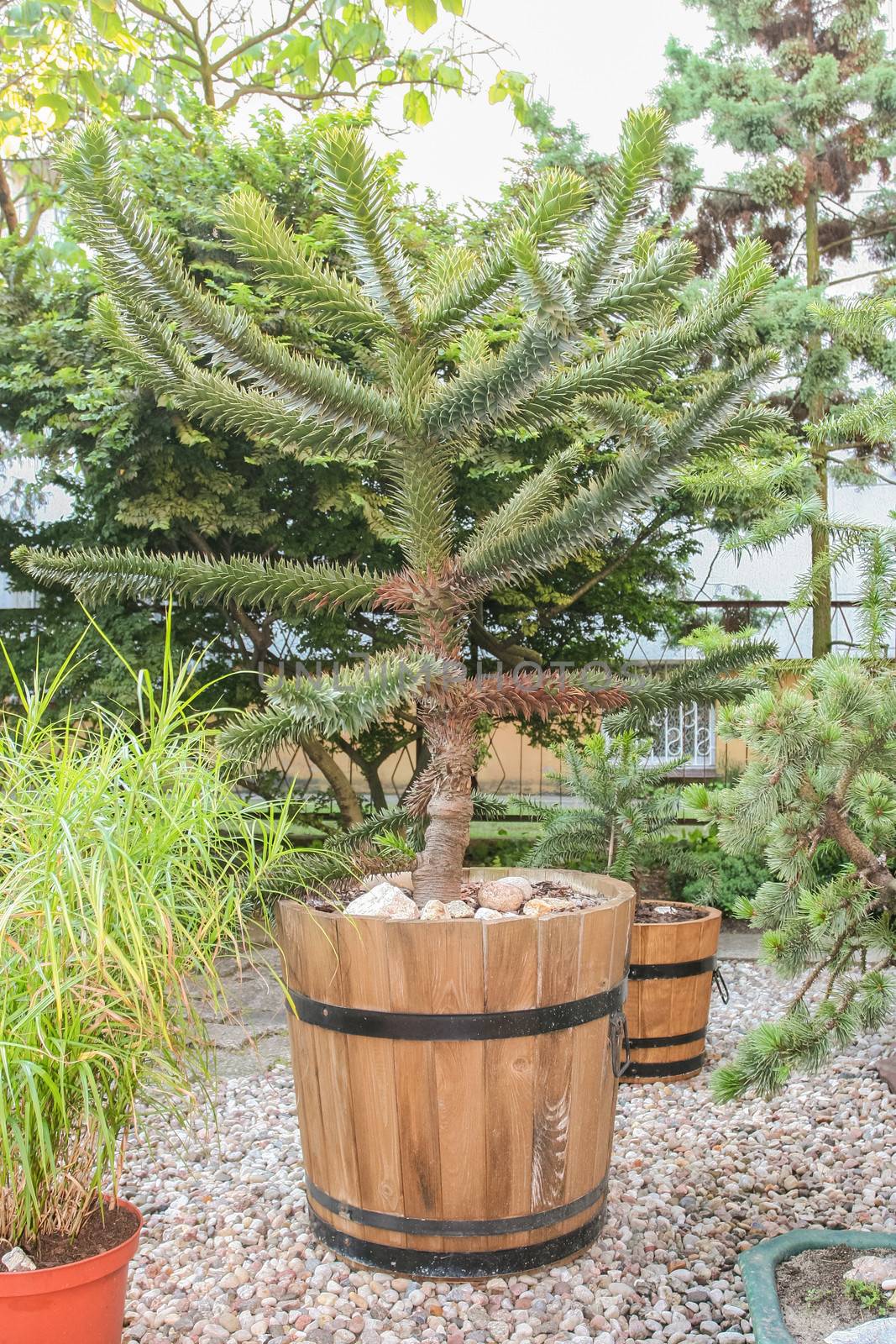 Araucaria araucana is a popular garden tree, planted for its unusual effect of the thick, 'reptilian' branches with a very symmetrical appearance.
