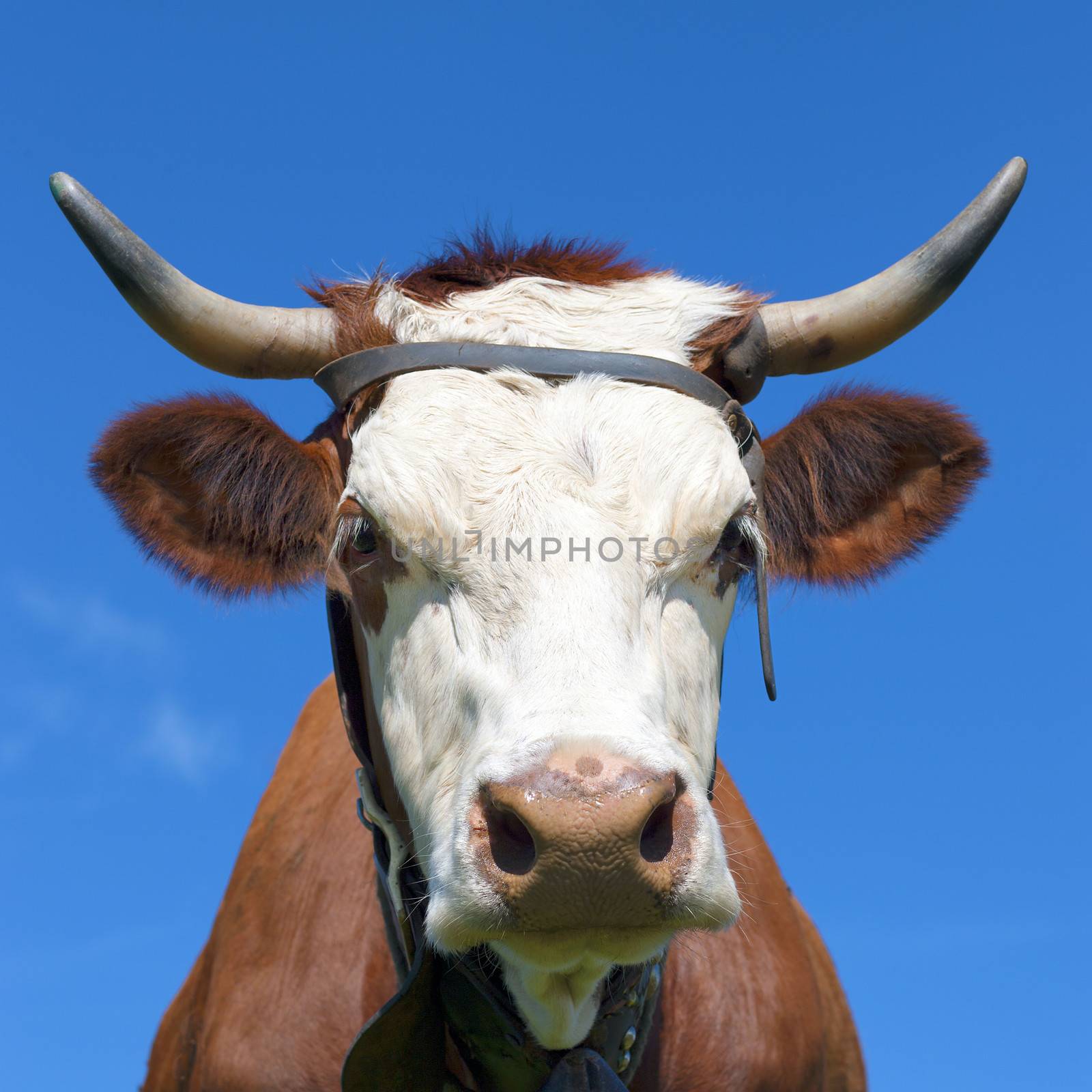Face of Brown milk cow in blue sky