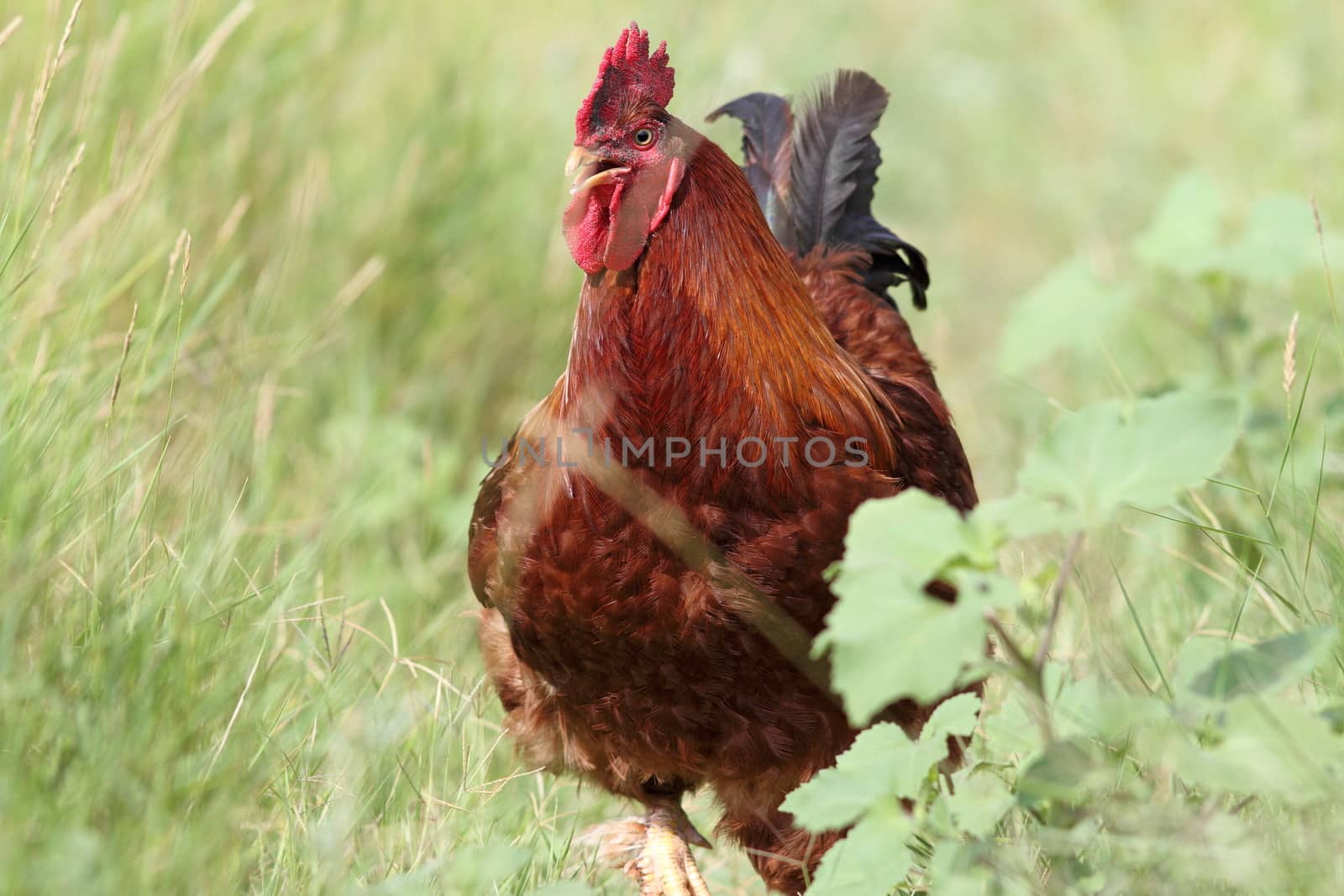 big colorful rooster running towards the camera in the big grass