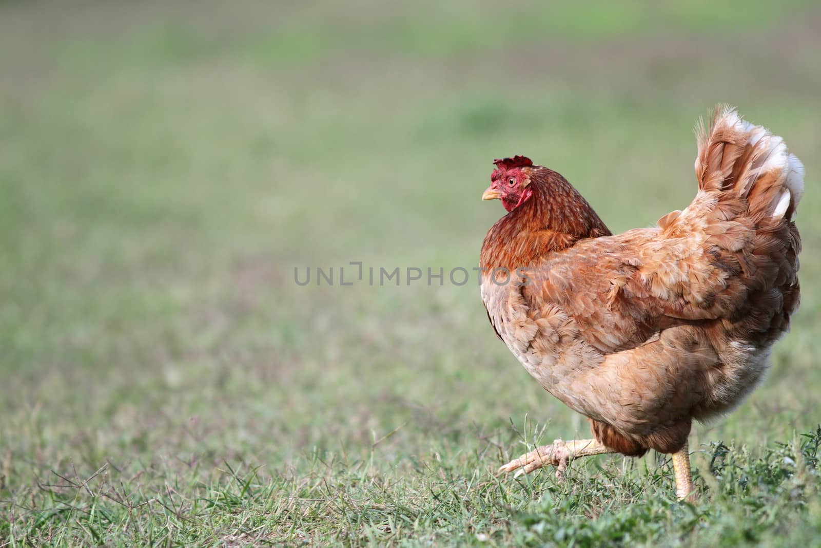 colorful hen walking in the farmyard - side view