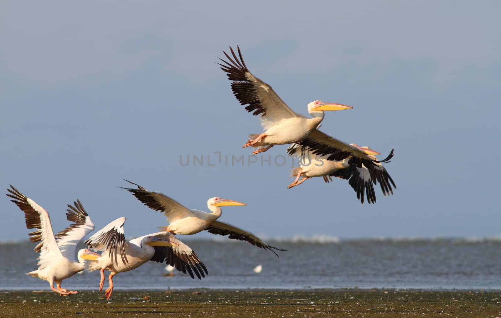 group of pelicans taking flight at Sahalin island, Danube Delta