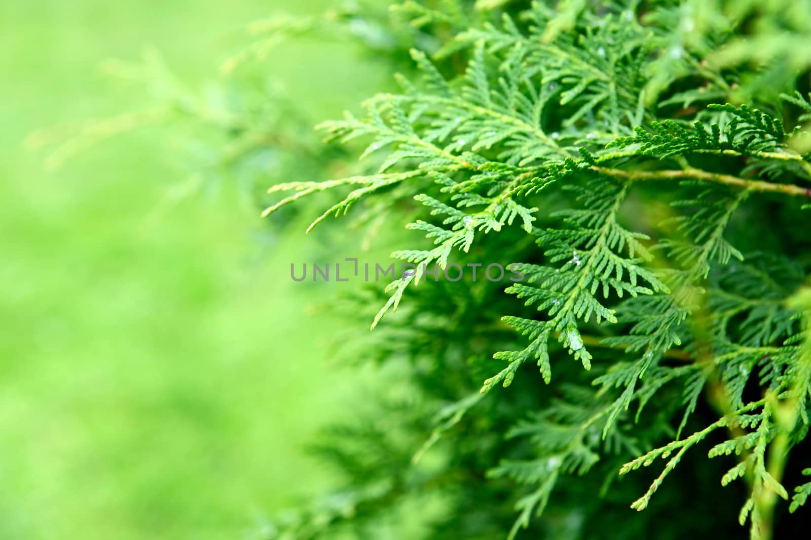 Blurred Summer green background with greenery foliage