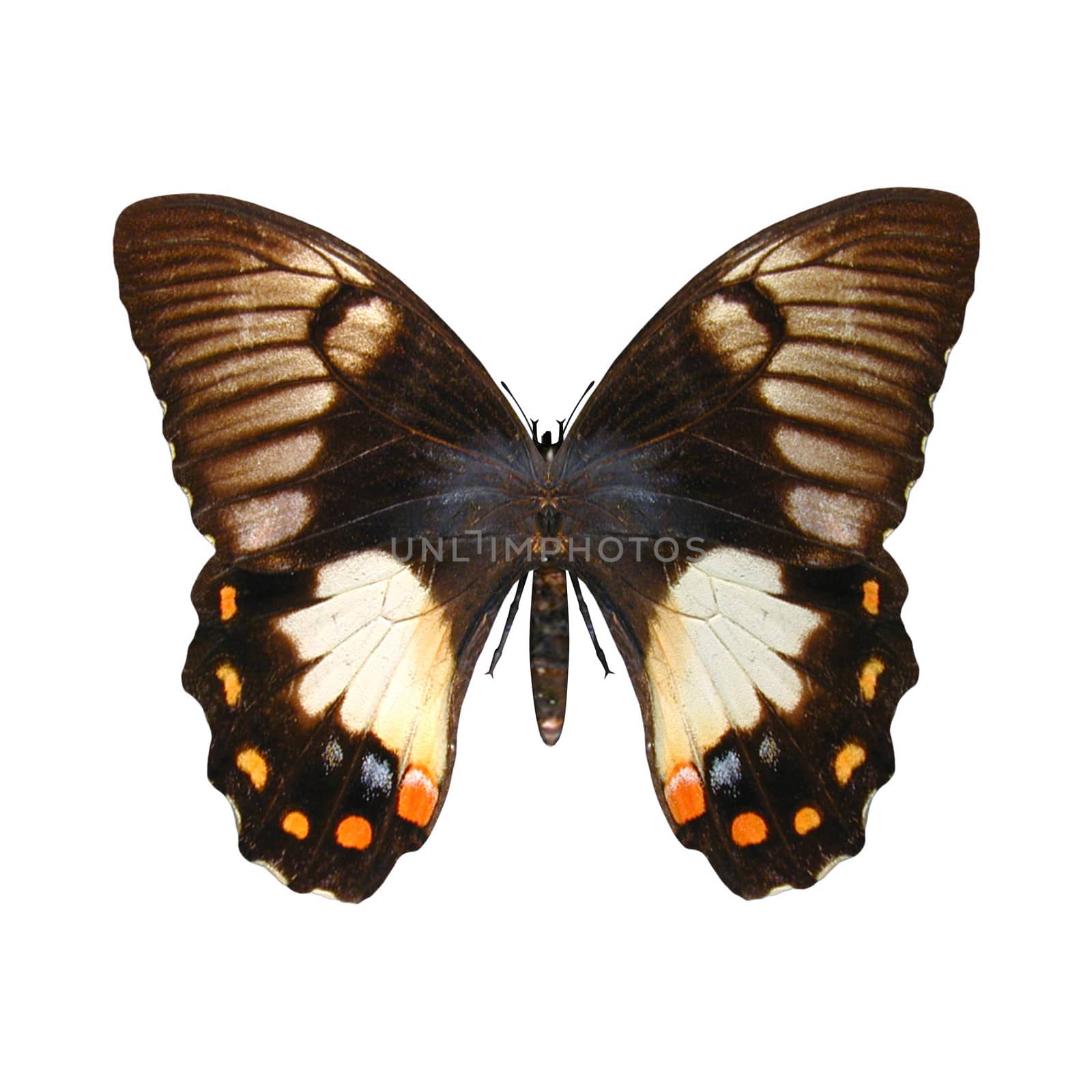 3D digital render of a Papilio aegeus or Orchard Swallowtail Butterfly or Large Citrus Butterfly, a species of butterfly from the Papilionidae family found in Australia and Papua New Guinea, isolated on white background