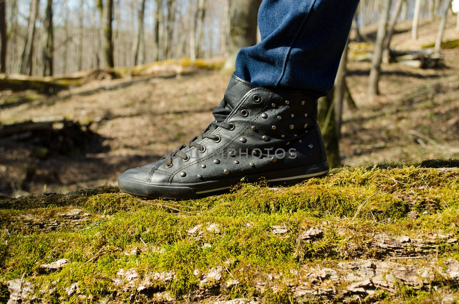 closeup of human leg with shoe and jeans stand walk on mossy tree trunk in forest park.