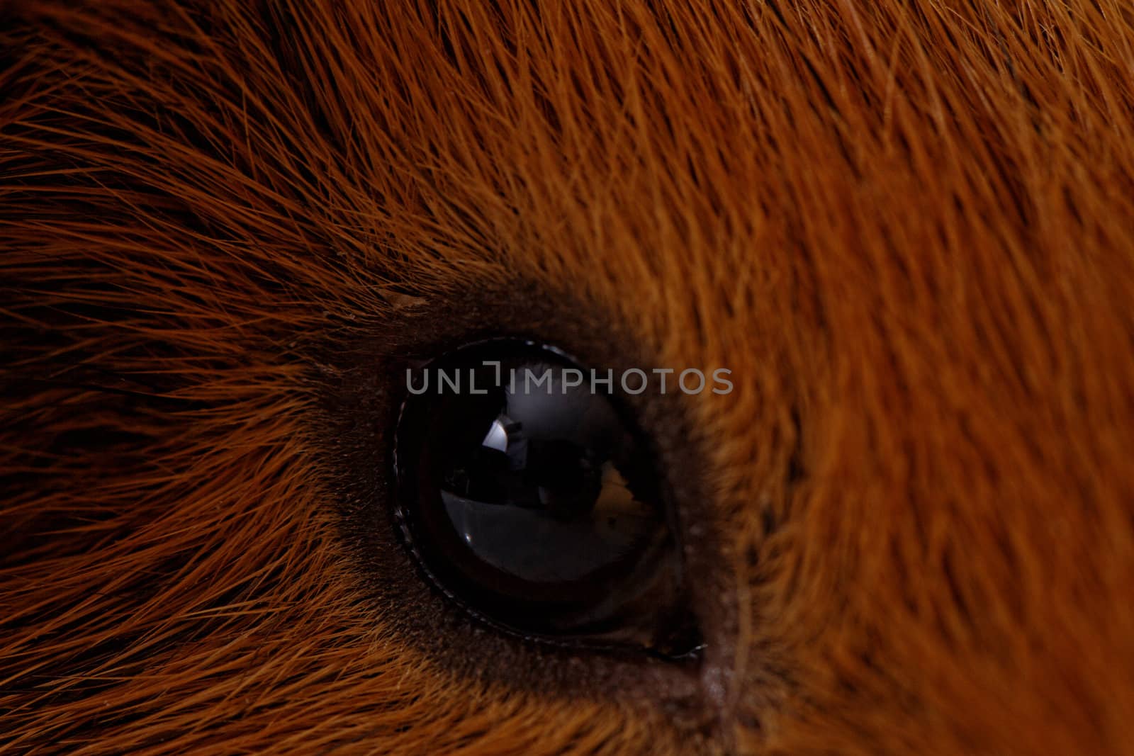 guinea pig eye close-up (macro)