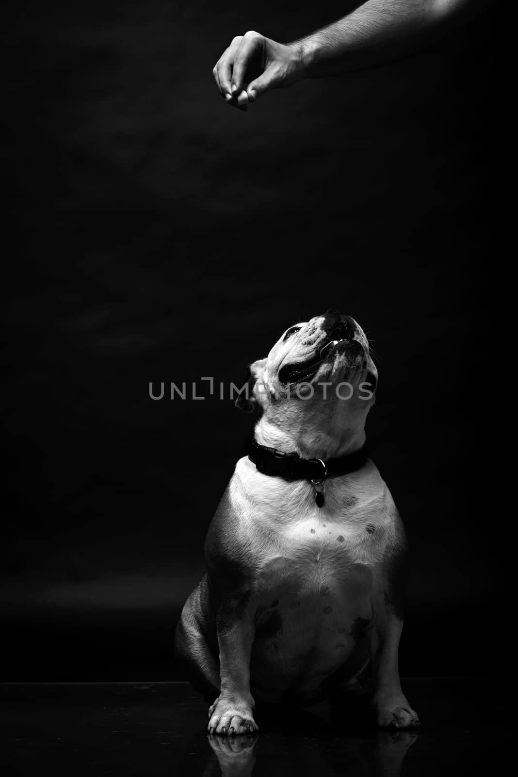 Young bulldog in studio in black and white