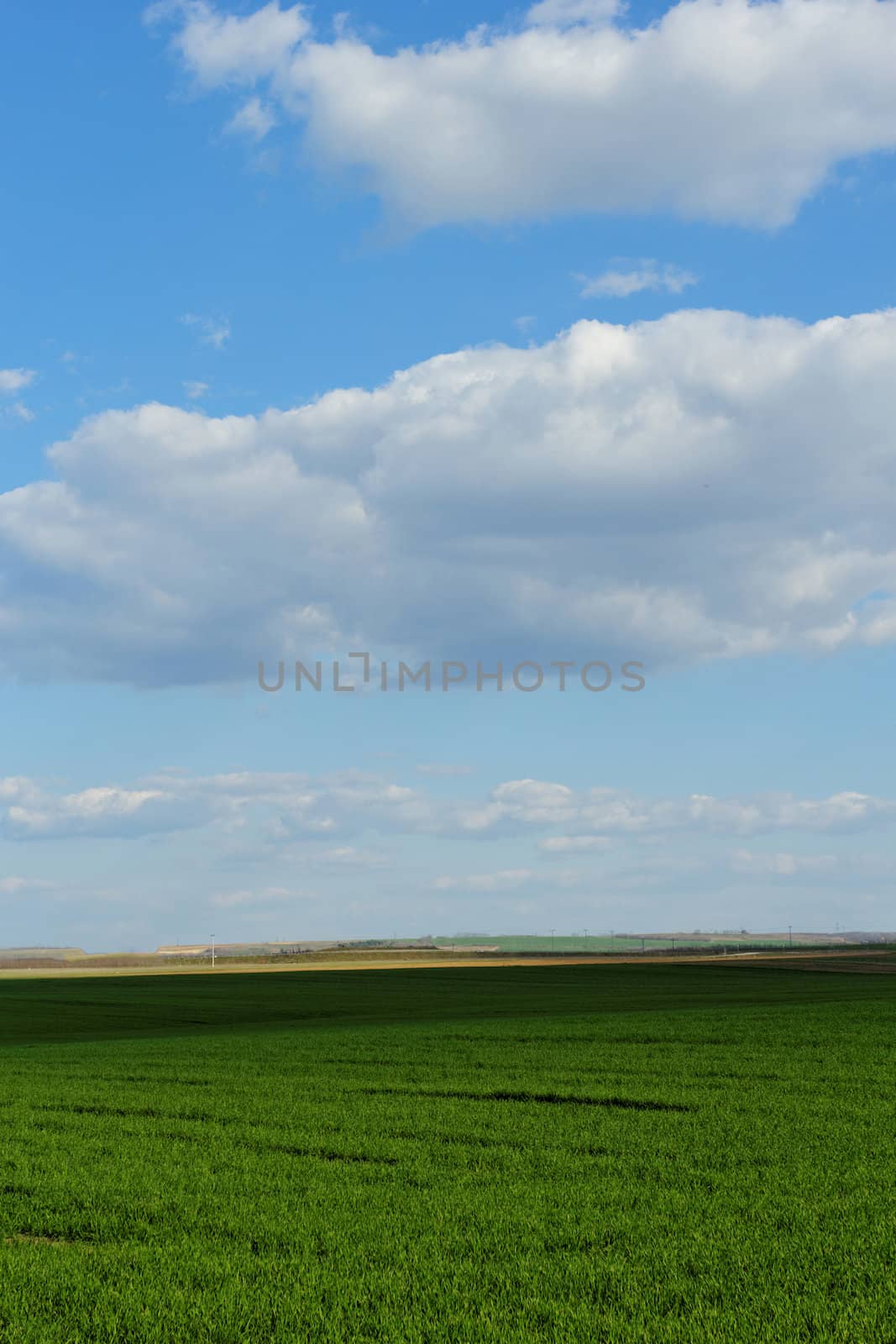 green wheat field under the blue cloudy sky