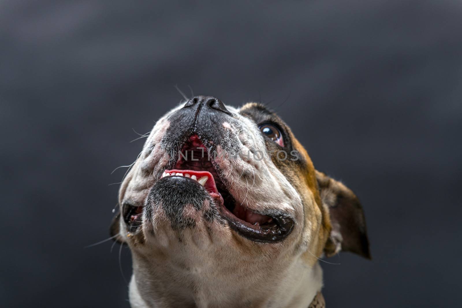 Young bulldog in studio by svedoliver