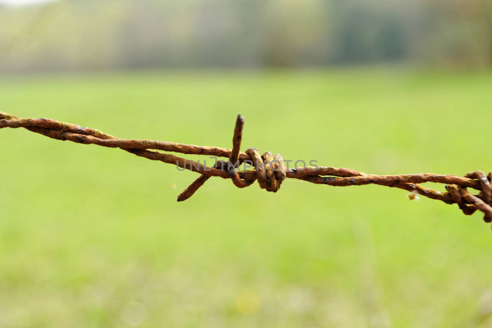 barbed Wire fence in front of the green meadow