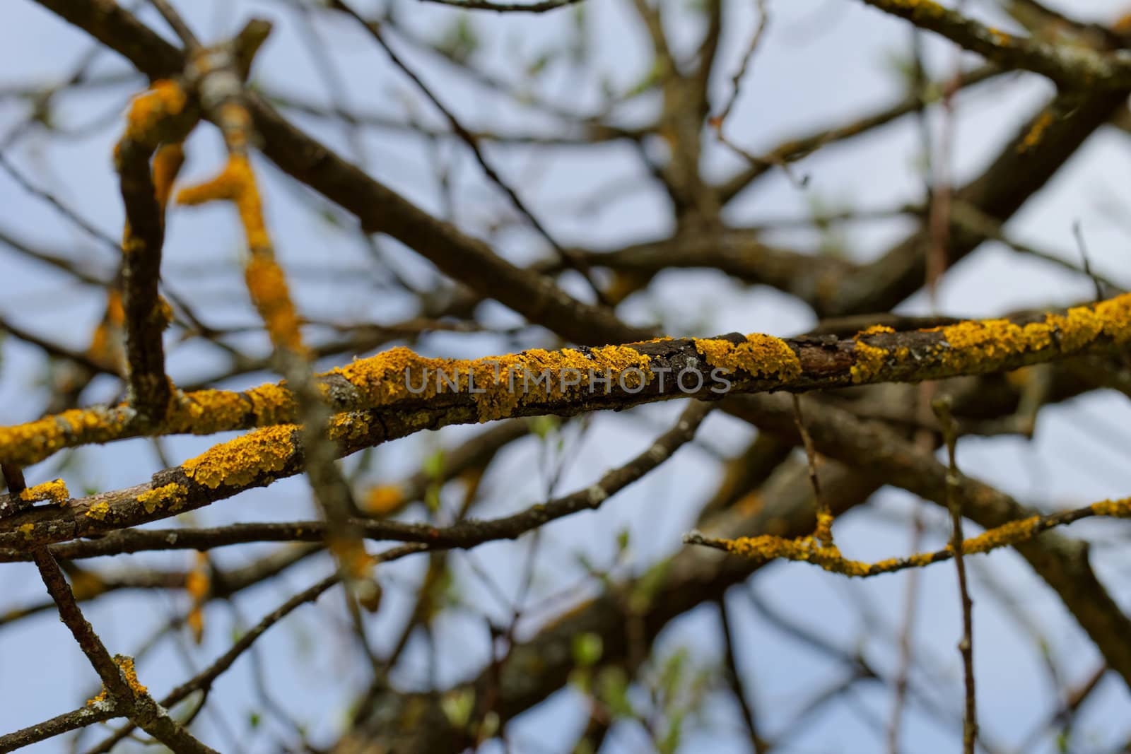 yellow fungus in the tree branch
