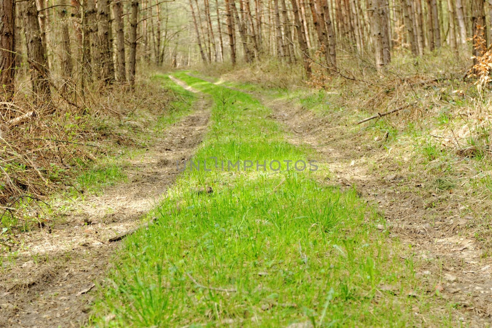 dirt road in the forest