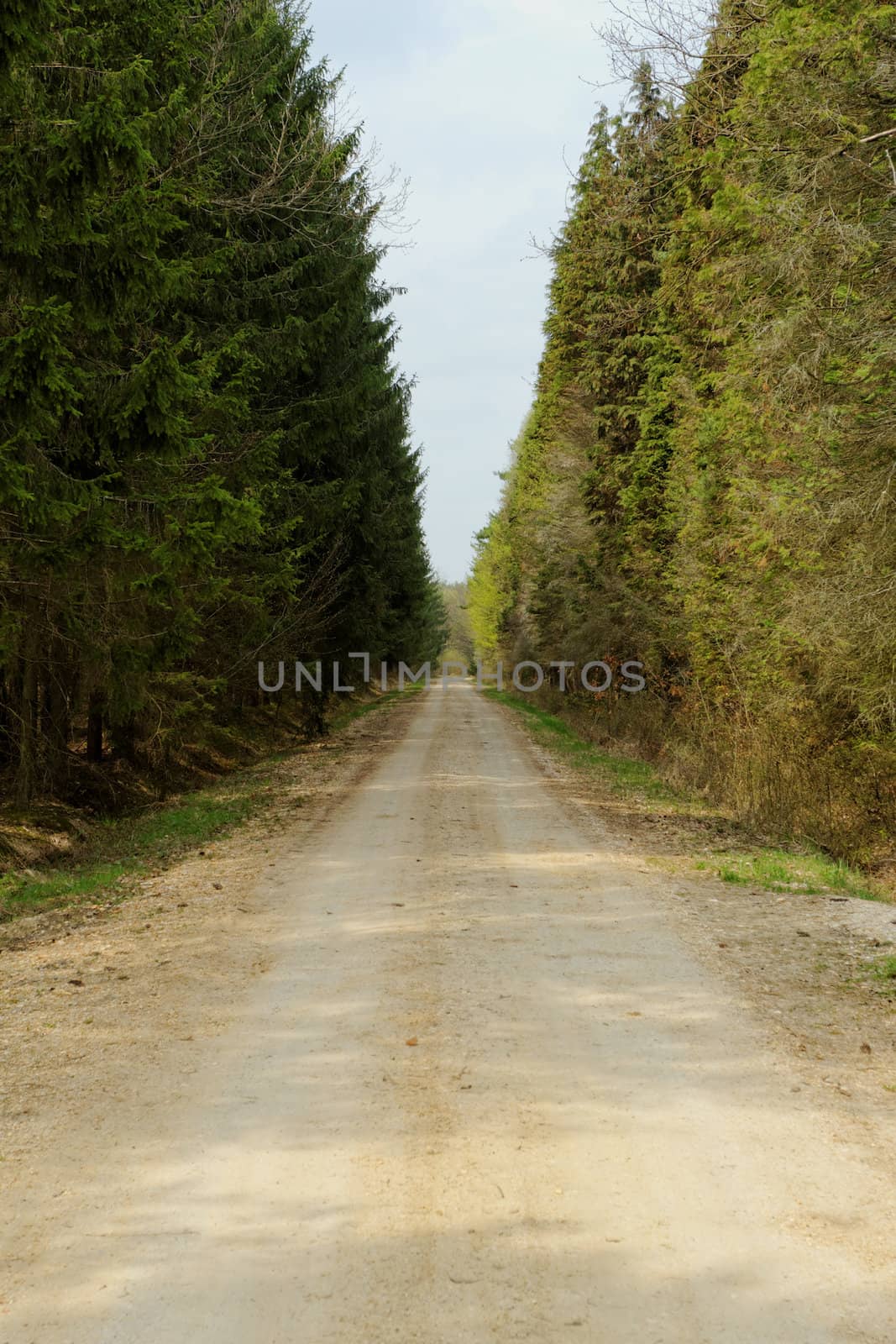 dirt road in the forest