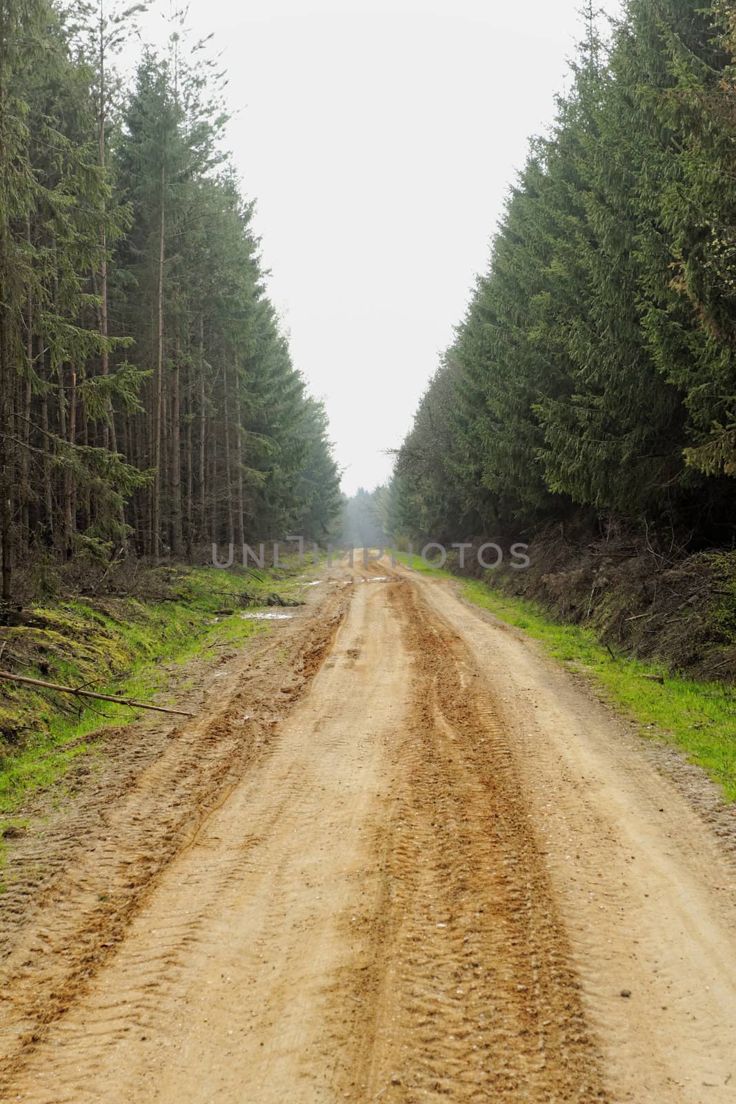 dirt road in the forest by NagyDodo