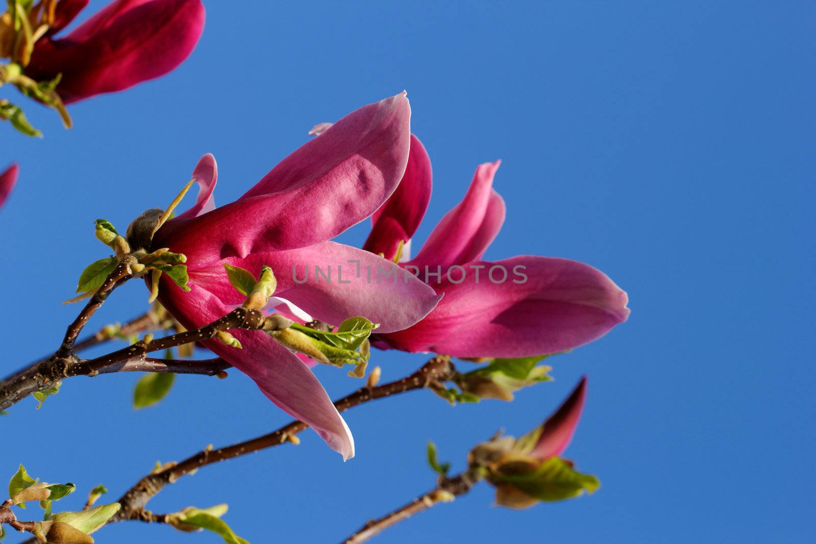Spring Blossoms of a Magnolia tree