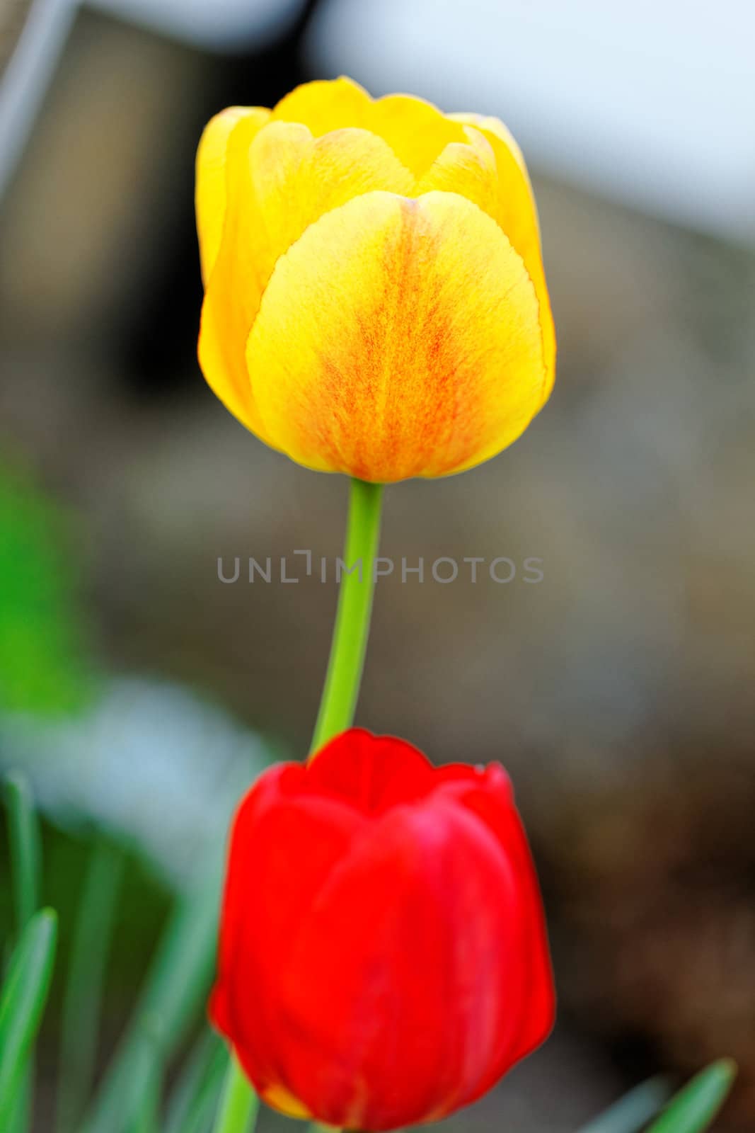 Yellow and red tulips in a garden by NagyDodo