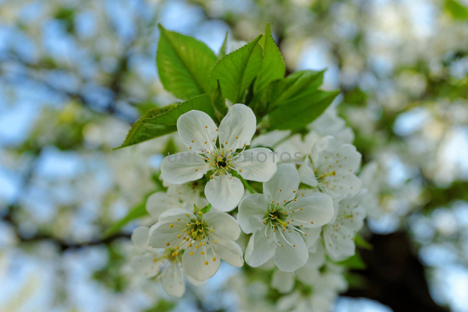 beautyful blossom cherry tree