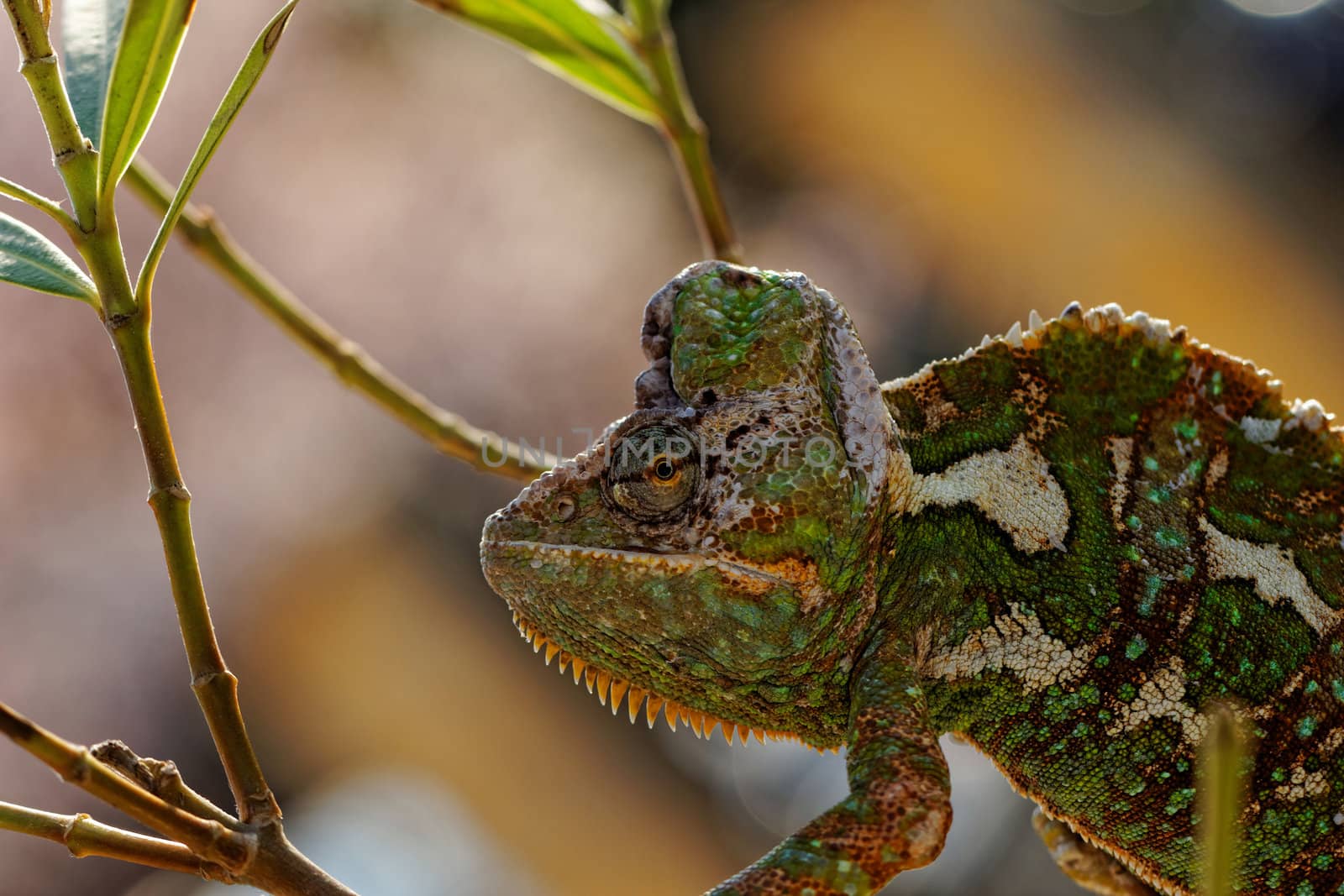 Chameleon on the leaf (Chamaeleo calyptratus)