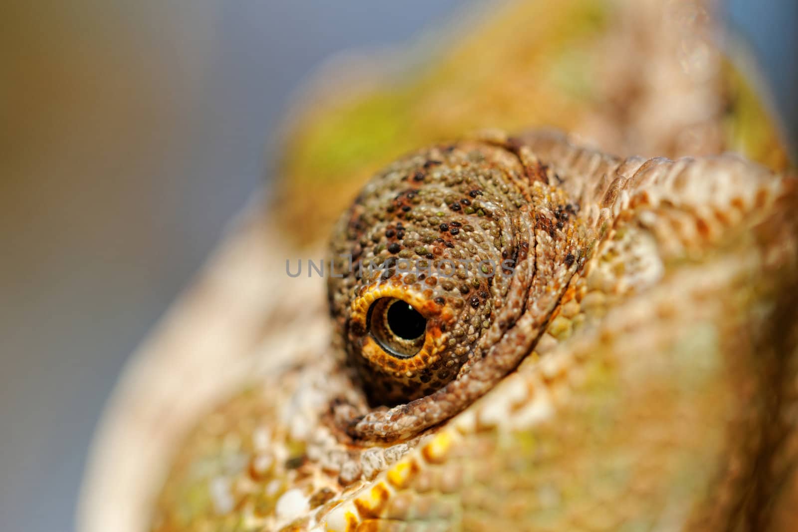 Chameleon on the leaf (Chamaeleo calyptratus)
