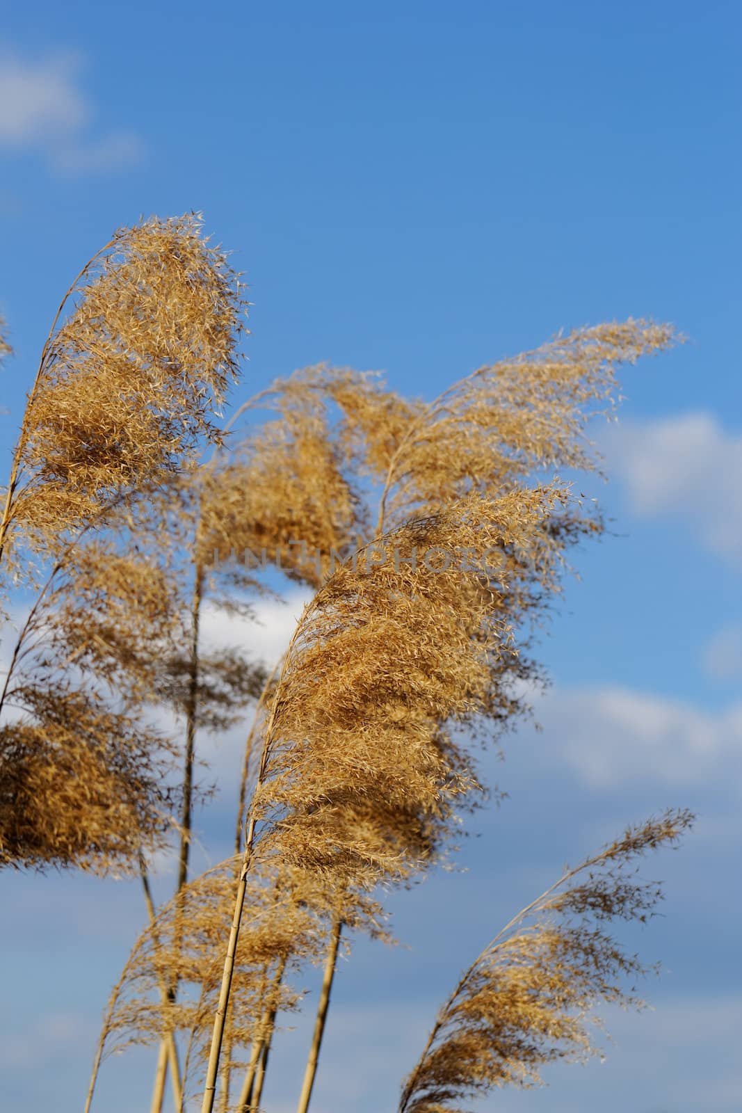 Reed in cloudy bright weather, the wind