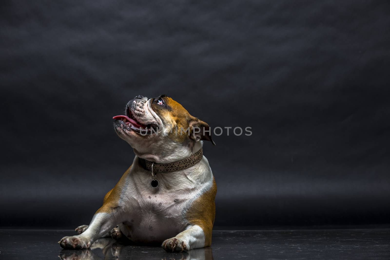 Young bulldog in studio closeup photo