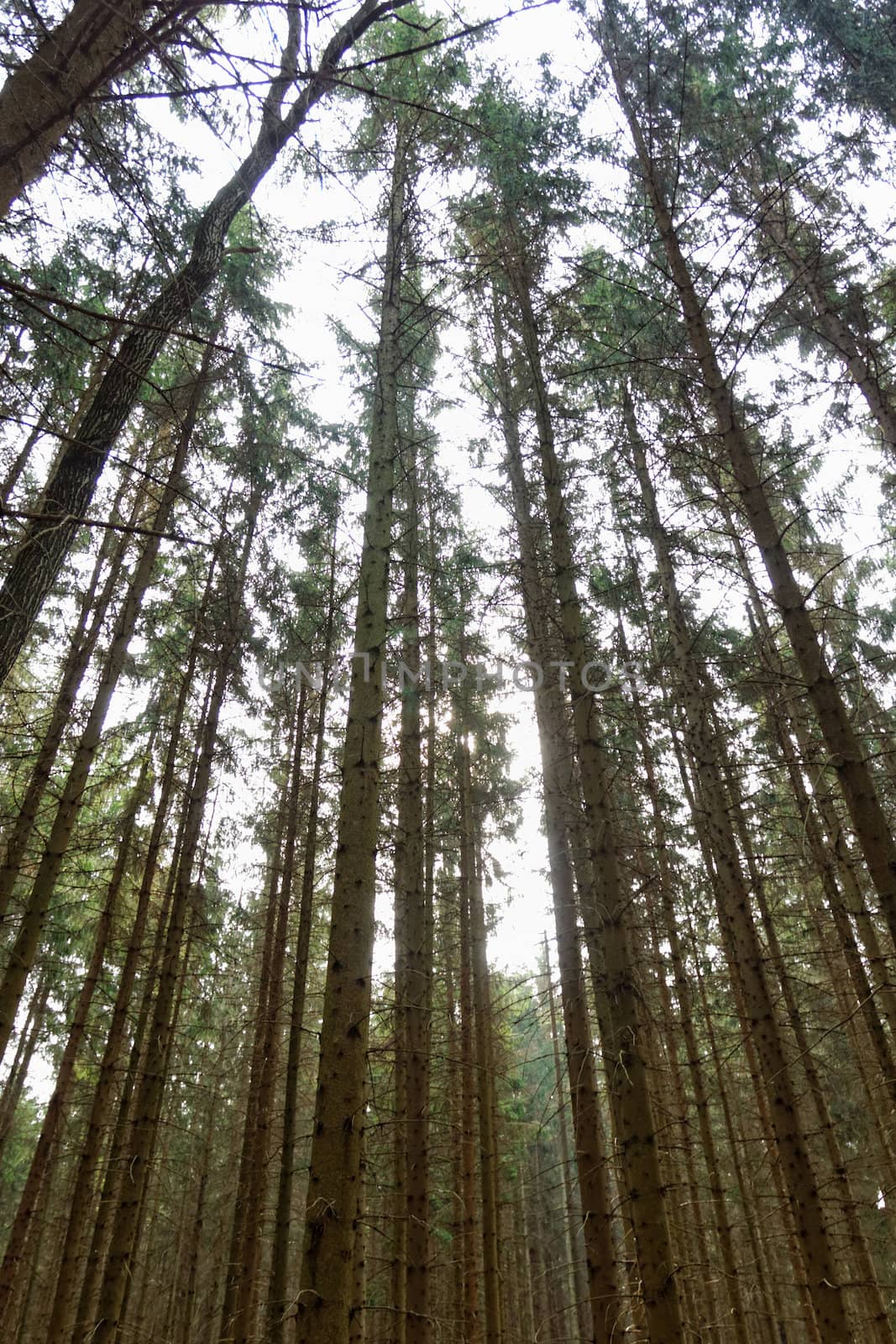 growing tree to the sky