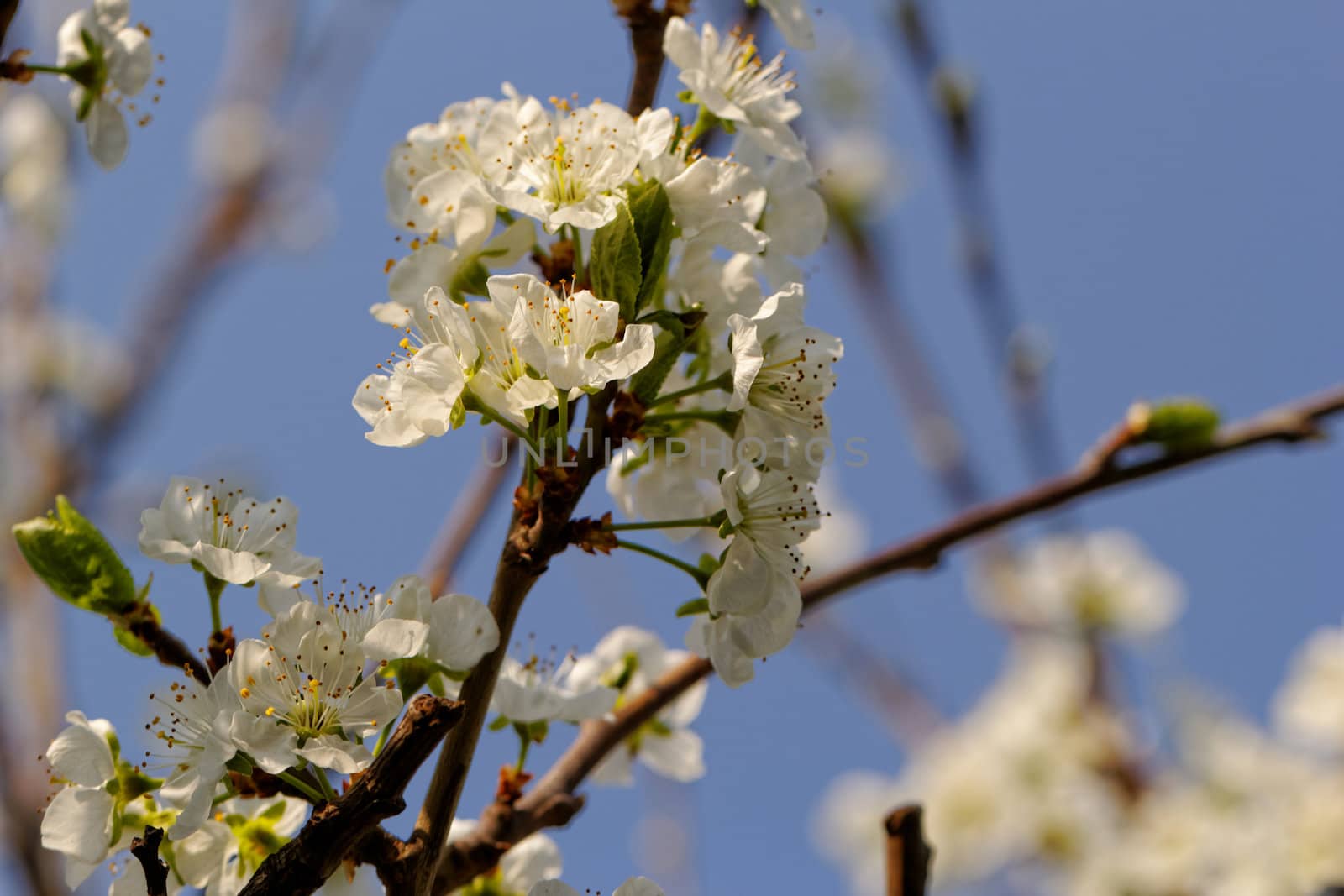 blossom cherry tree with bee by NagyDodo