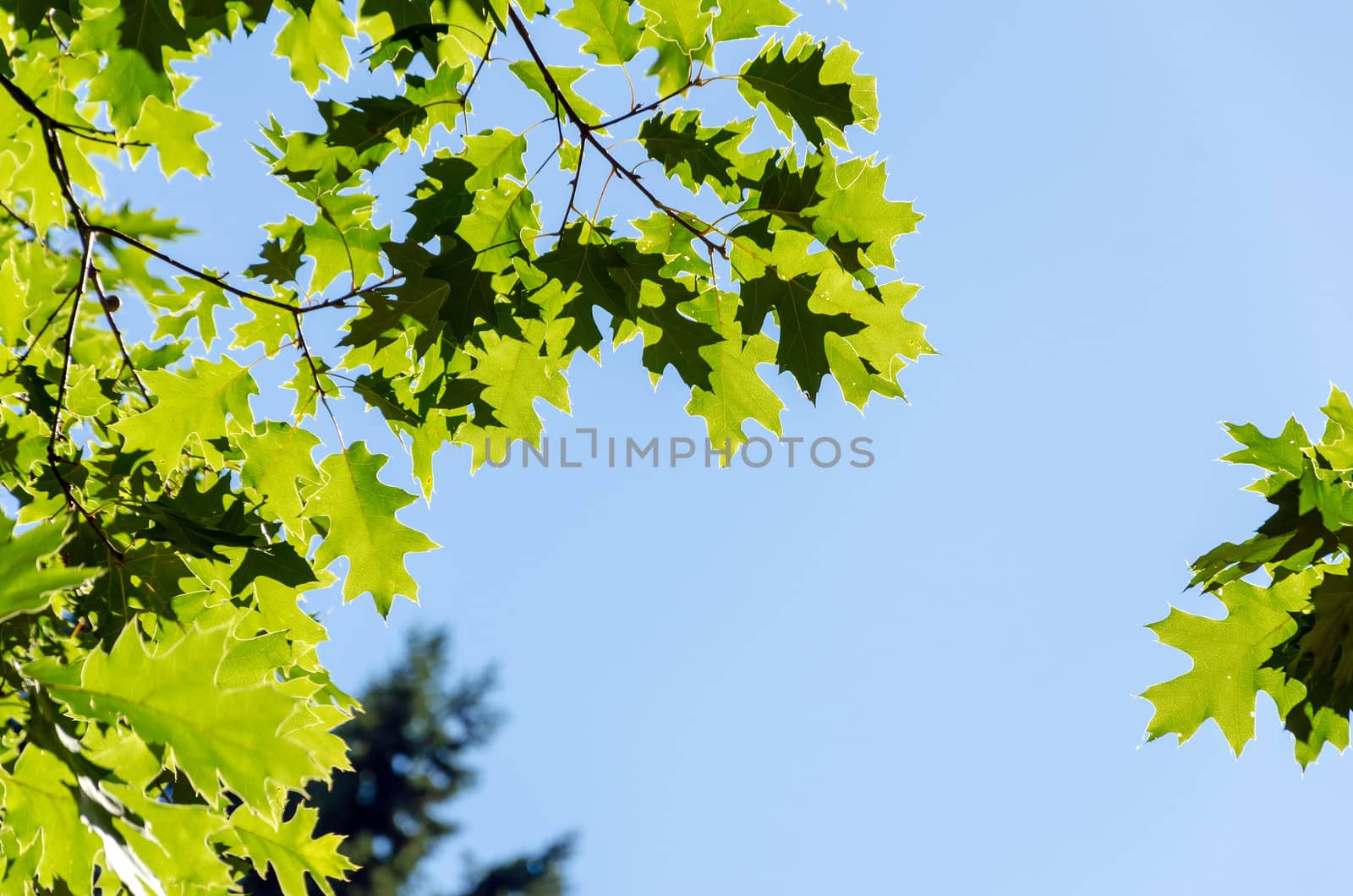 Green sunlit leaves set against a blue sky