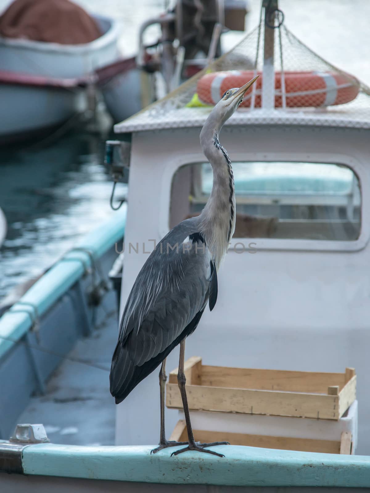 Heron on a boat