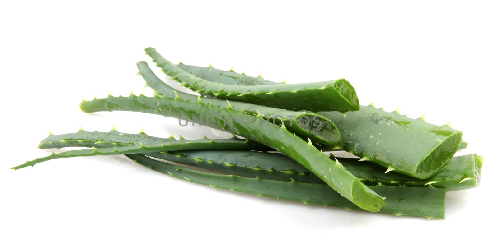 Aloe vera plant isolated on white