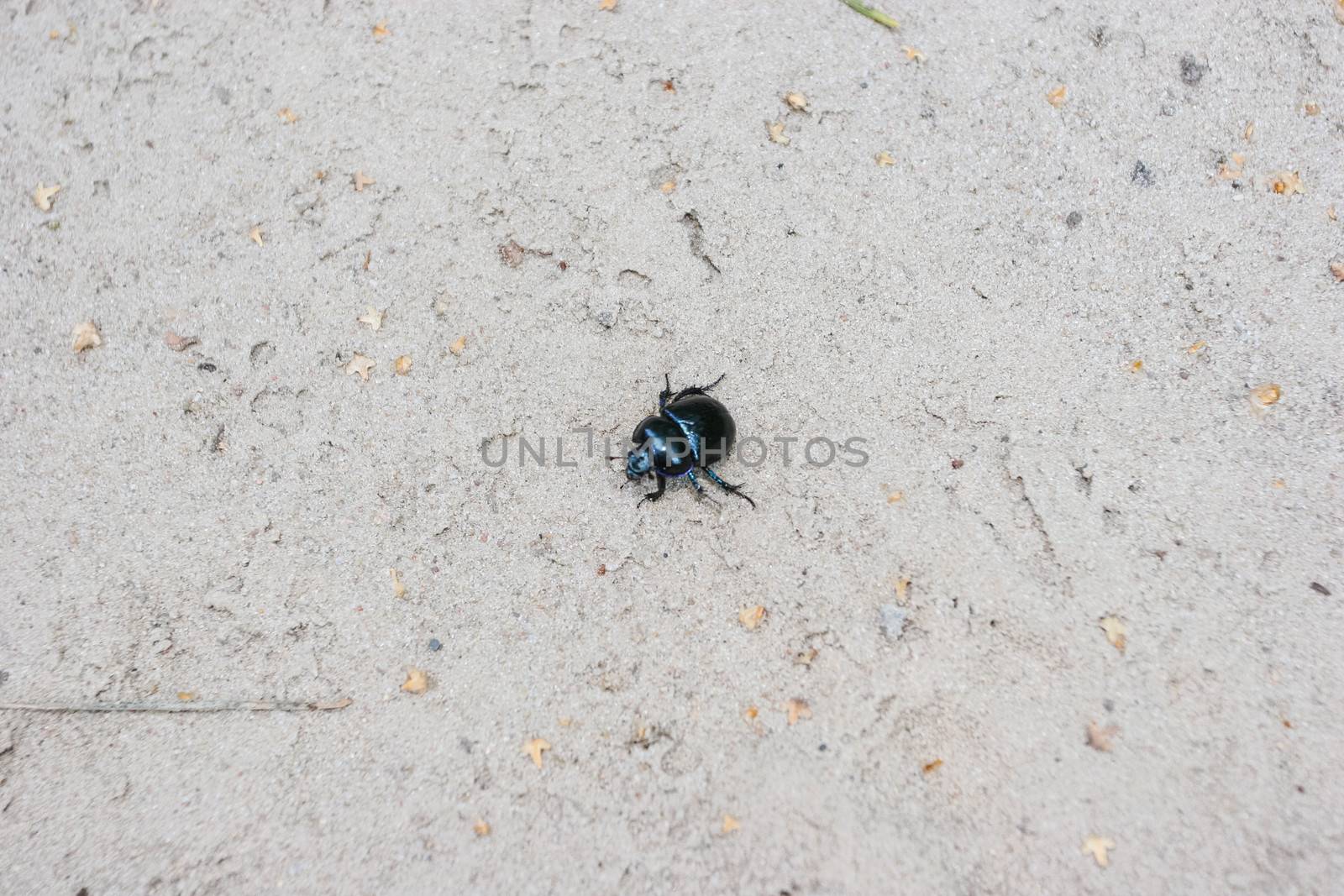 Beetle is weakly lustrous and darkly colored, sometimes with a bluish sheen. The body shape is very compact and arched toward the top.