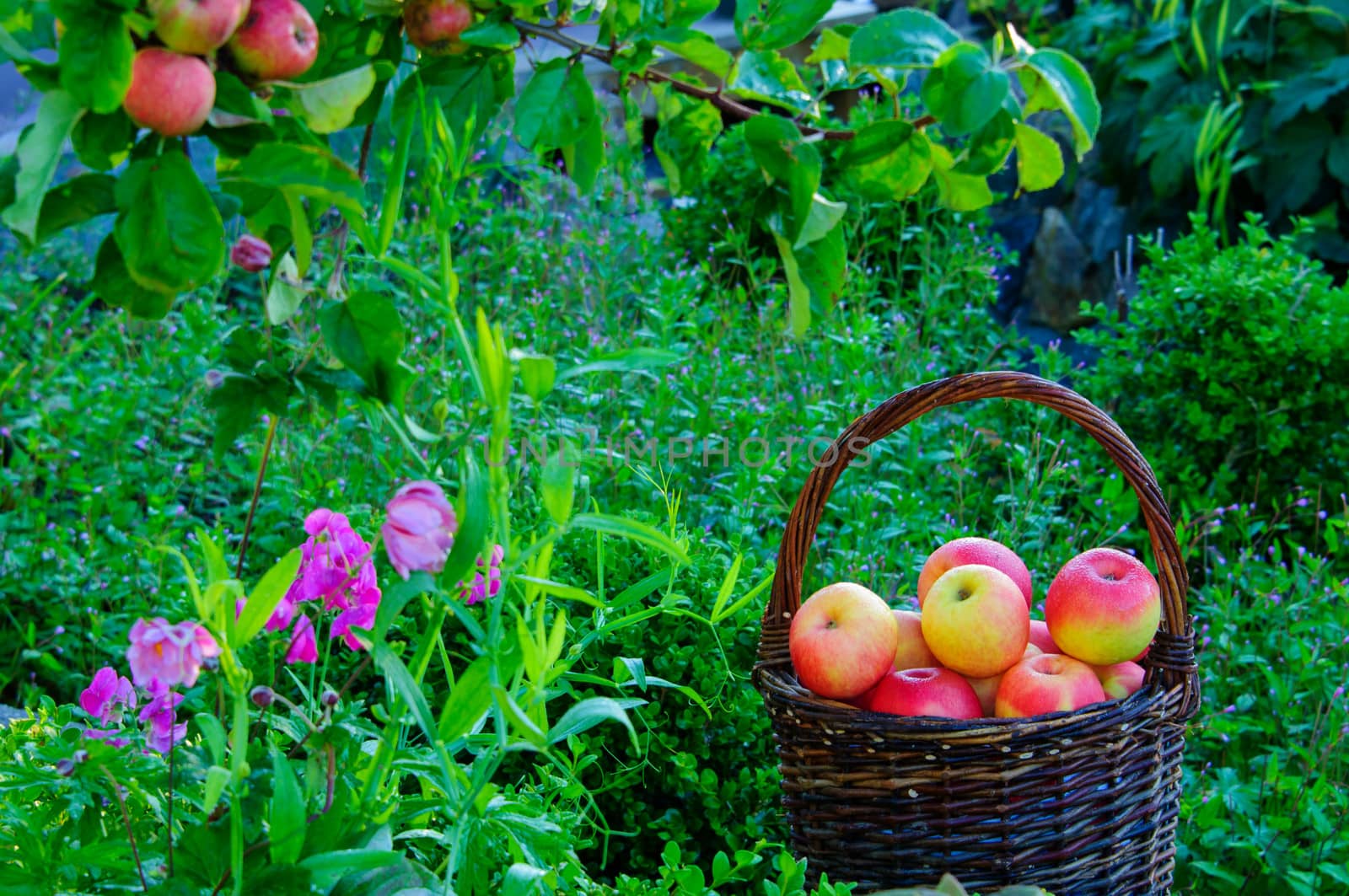 Harvesting red apples in a garden.  Apples in a basket, an apple tree and flowers