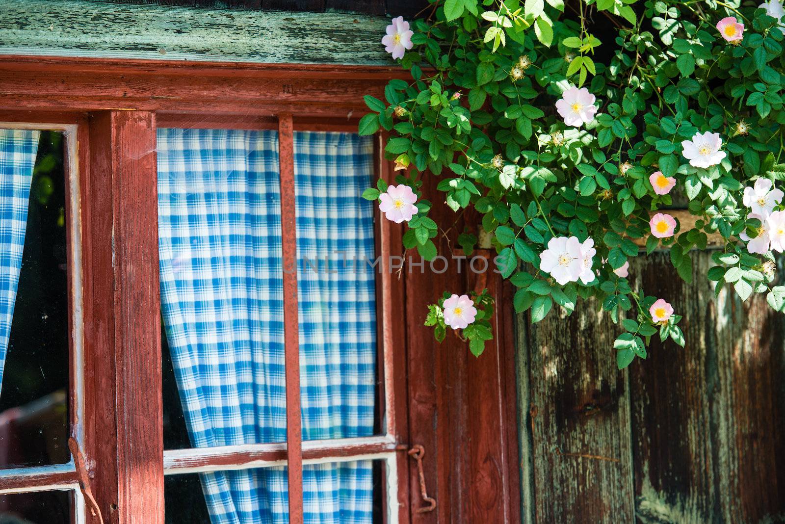 Idyllic Bavarian alpine cottage - window with curtains and wild roses