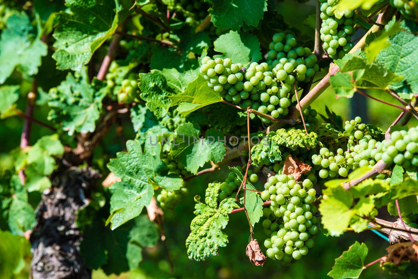 Green grapes in a wine yard in Stuttgart Bad Cannstatt in bright summer light, not yet ripe