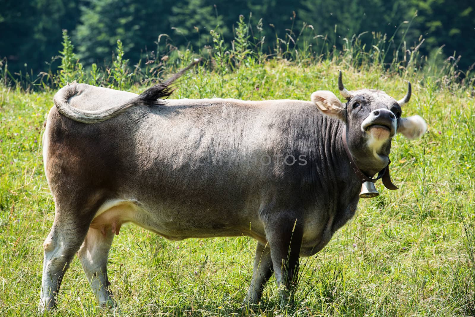 Portrait of a dark bull cow fighting the flies in the Bavarian Alps