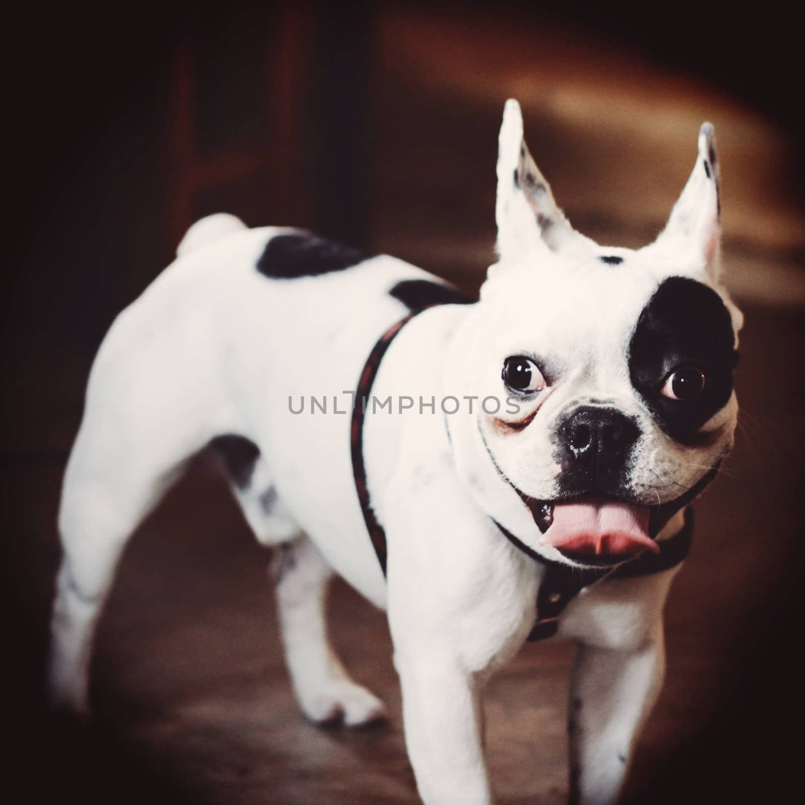 Cute bulldog with retro filter effect by nuchylee